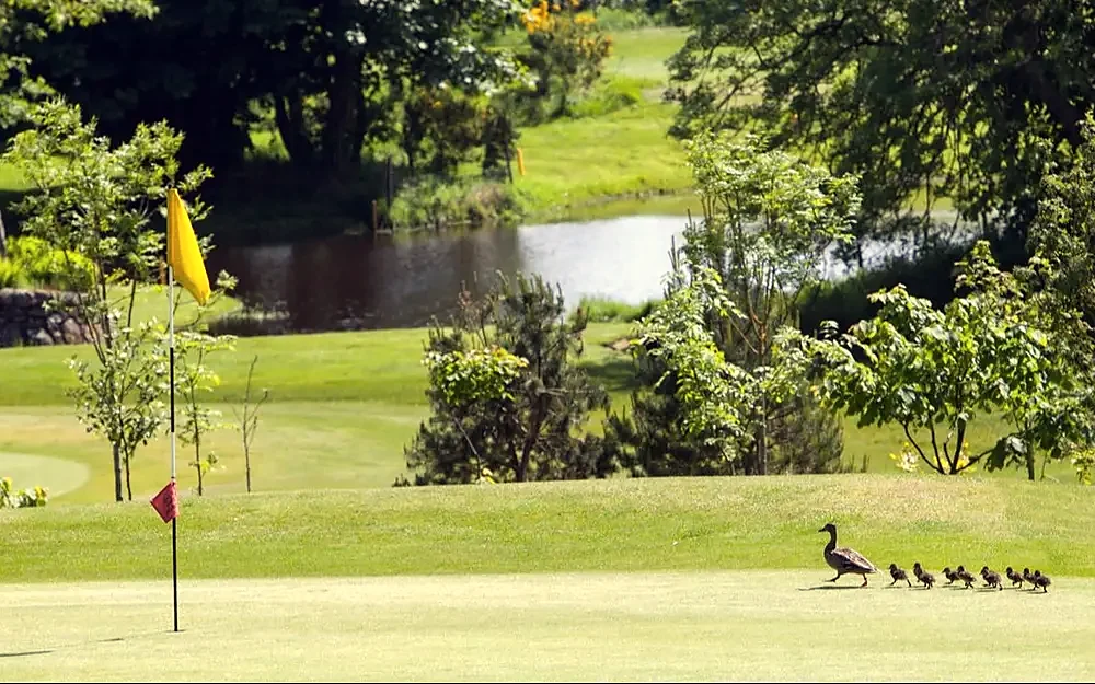A flag, pond and ducks beside a green
